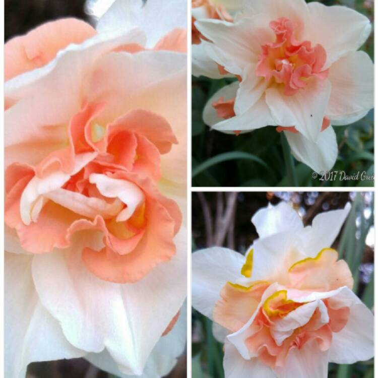 Plant image Narcissus 'Delnashaugh'
