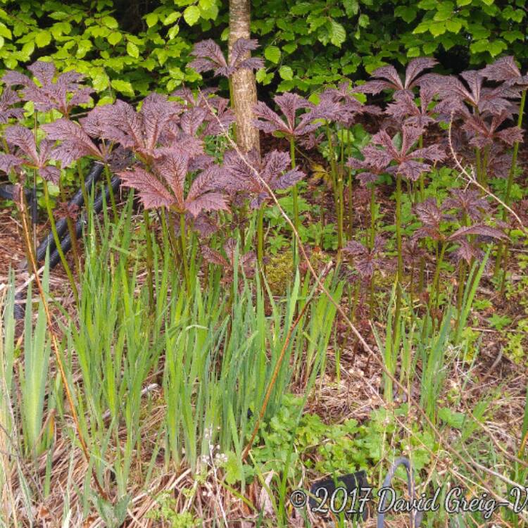 plant image 411565 plant image 411565