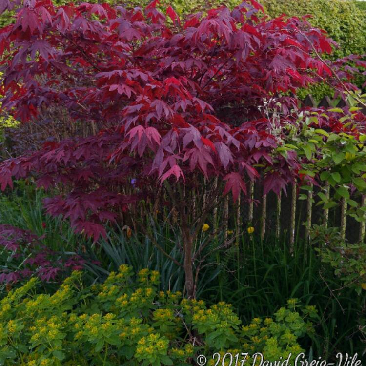 plant image 411580 plant image 411580