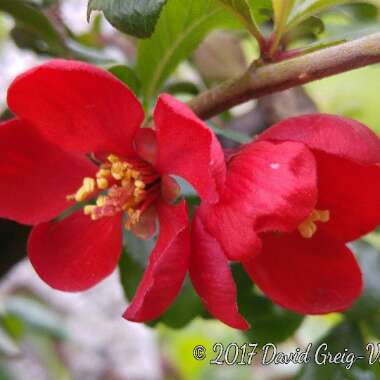 Chaenomeles x superba 'Crimson and Gold'