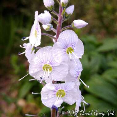 Veronica gentianoides 'Tissington White'