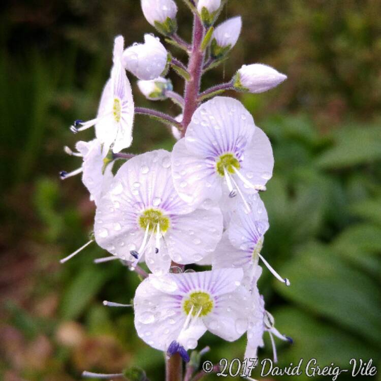 Plant image Veronica gentianoides 'Tissington White'