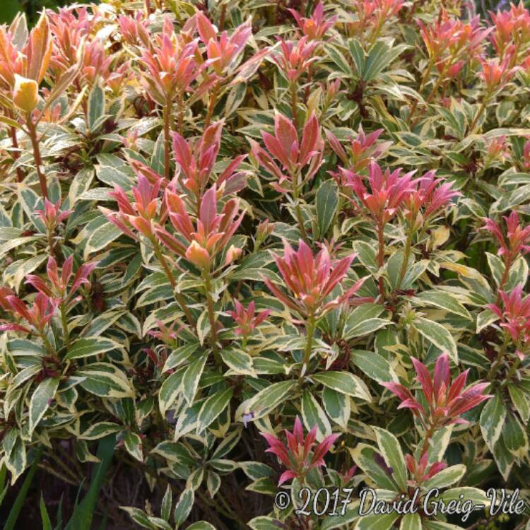 Plant image Pieris japonica 'White Rim'