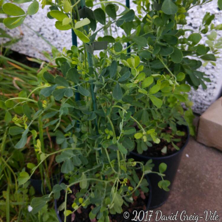 Plant image Coronilla valentina subsp. glauca 'Citrina' syn. Coronilla glauca 'Citrina', Coronilla valentina 'Citrina'