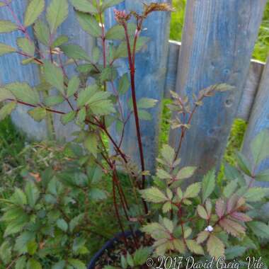 Astilbe 'Straussenfeder'