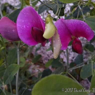 Lathyrus latifolius
