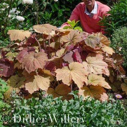 plant image 442604