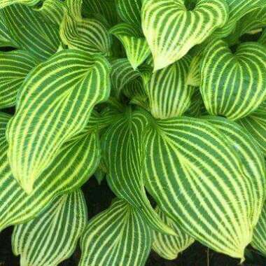 Hosta 'Mito No Hana'