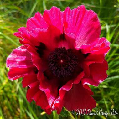Papaver orientale 'Patty's Plum'