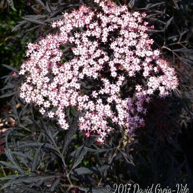 Sambucus nigra f. porphyrophylla 'Eva' syn. Sambucus nigra f. porphyrophylla 'Black Lace', Sambucus nigra 'Black Lace'