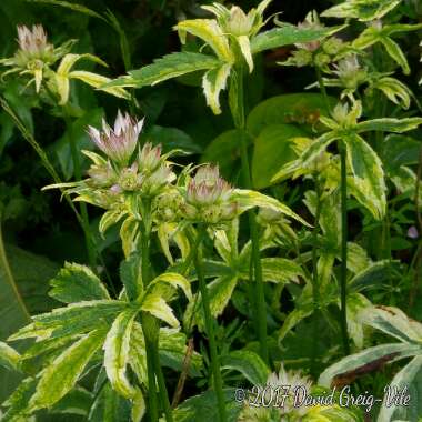 Astrantia major 'Sunningdale Variegated'