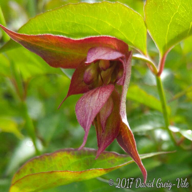 plant image 449743