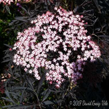 Sambucus nigra f. porphyrophylla 'Eva' syn. Sambucus nigra f. porphyrophylla 'Black Lace', Sambucus nigra 'Black Lace'