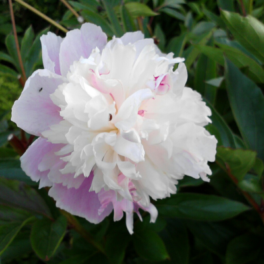 Plant image Paeonia lactiflora 'Angel Cheeks'