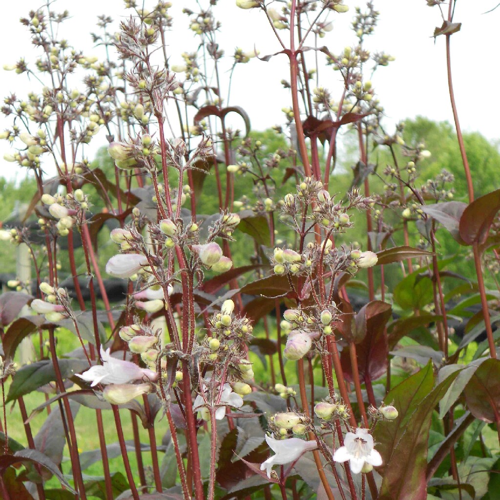 Plant image Penstemon digitalis 'Husker Red'