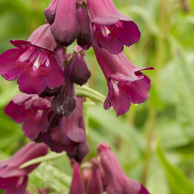 Plant image Penstemon 'Blackbird'