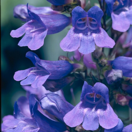 Plant image Penstemon 'Heavenly Blue'