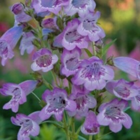 Plant image Penstemon 'Pensham Skies'