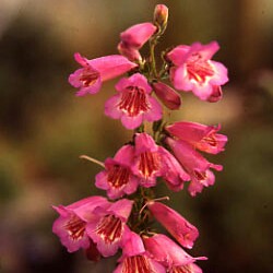 Plant image Penstemon 'Cherry Sparks'