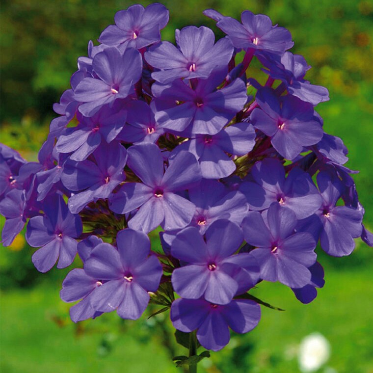 plant image 52334