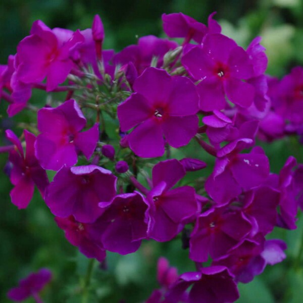 Plant image Phlox paniculata 'Nicky' . syn. Phlox paniculata 'Düsterlohe'