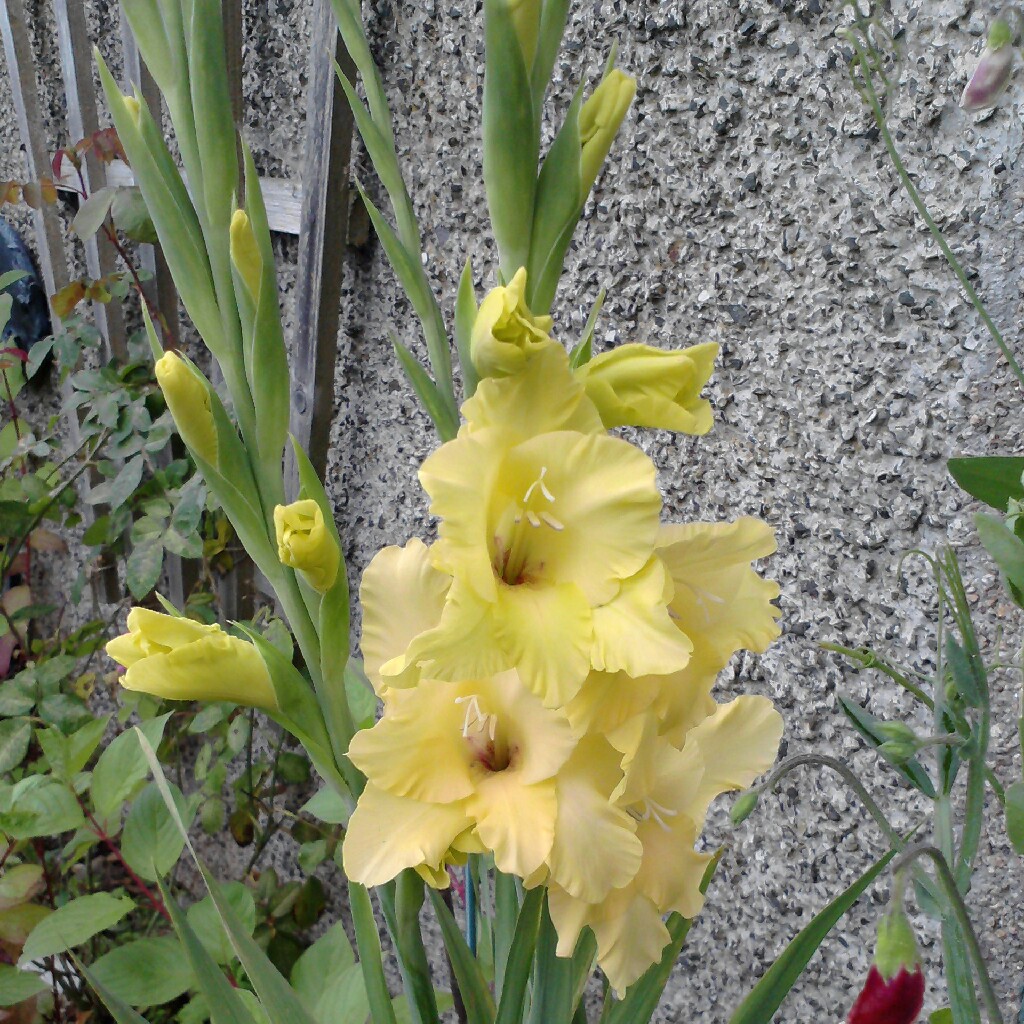 Plant image Gladiolus 'Yellow Star'