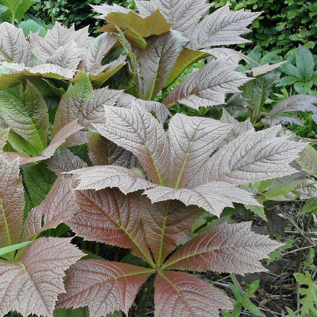 Plant image Rodgersia podophylla 'Rotlaub'