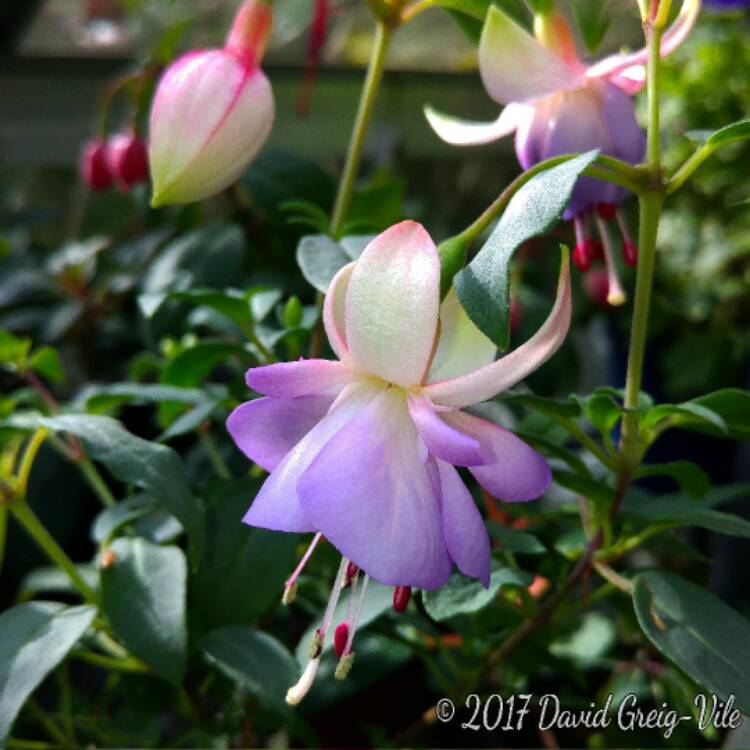 Plant image Fuchsia 'Blue Angel'