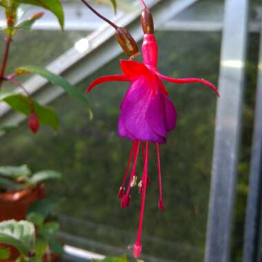 Fuchsia 'Fuchsiaberry'