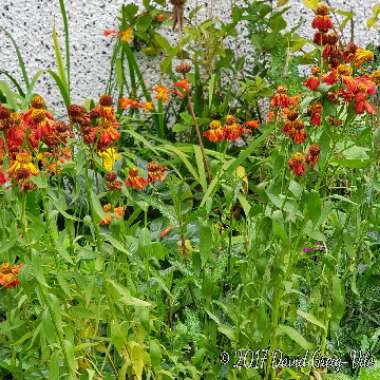 Helenium 'Moerheim Beauty'