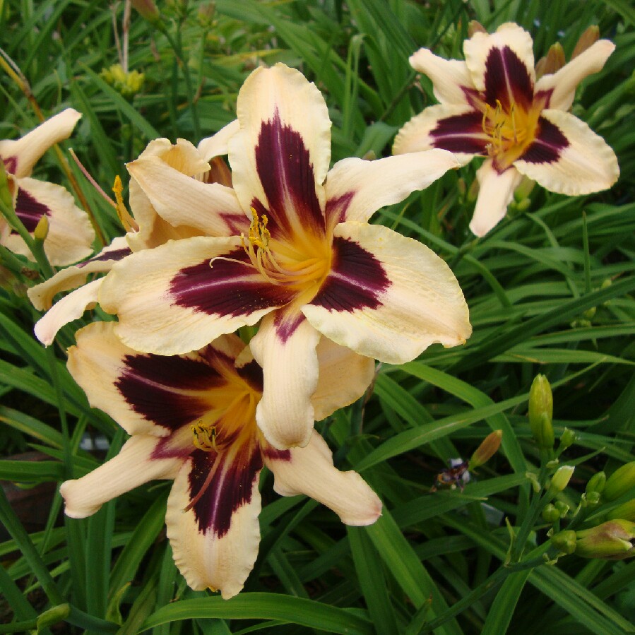 Plant image Hemerocallis 'Wild Horses'