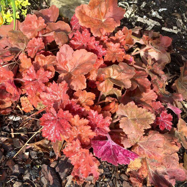 plant image 58981