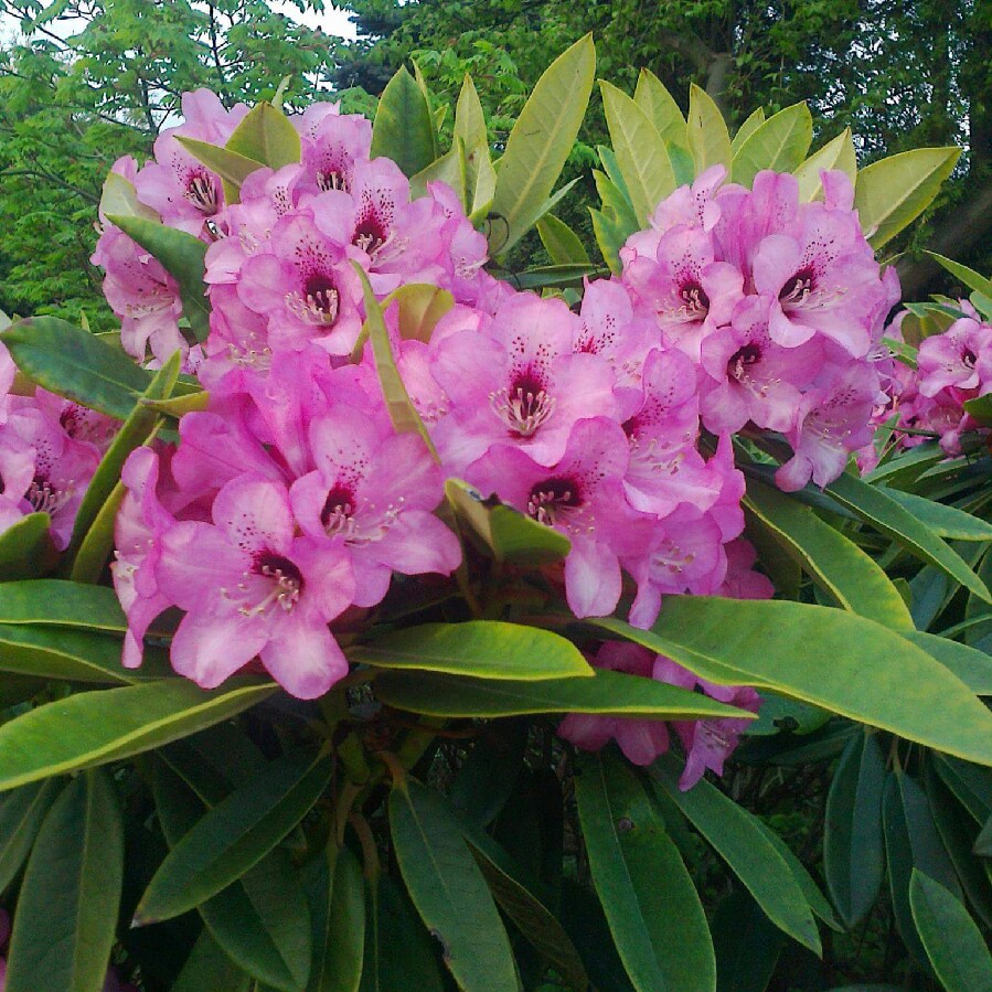 Plant image Rhododendron calophytum 'Dominik'