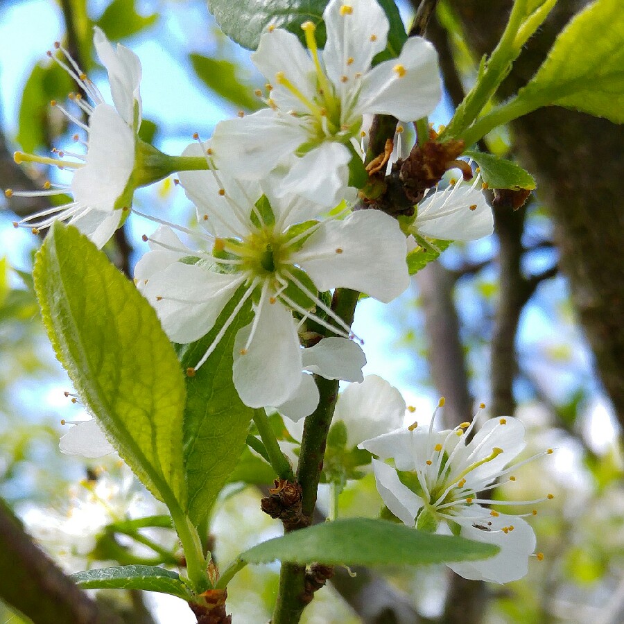 Prunus перевод