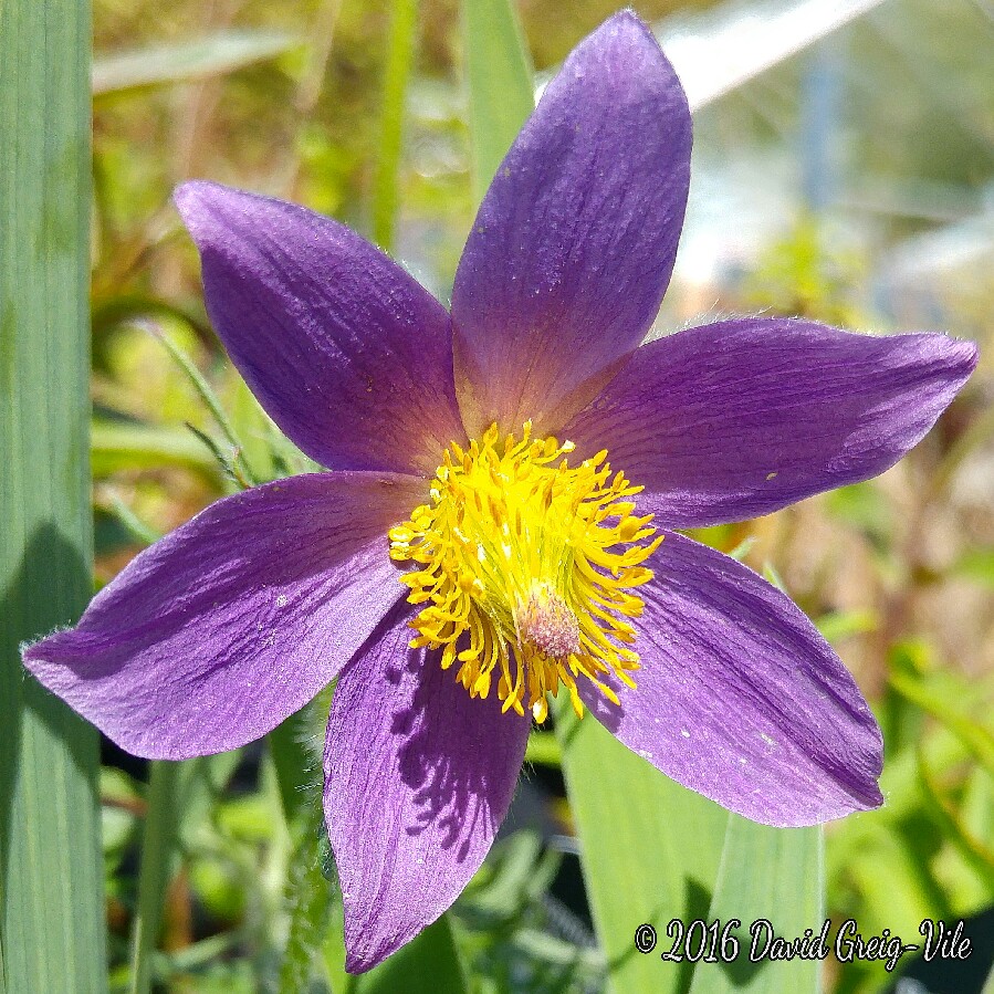 Plant image Pulsatilla vulgaris 'Pinwheel Blue Violet Shades' (Pinwheel Series)