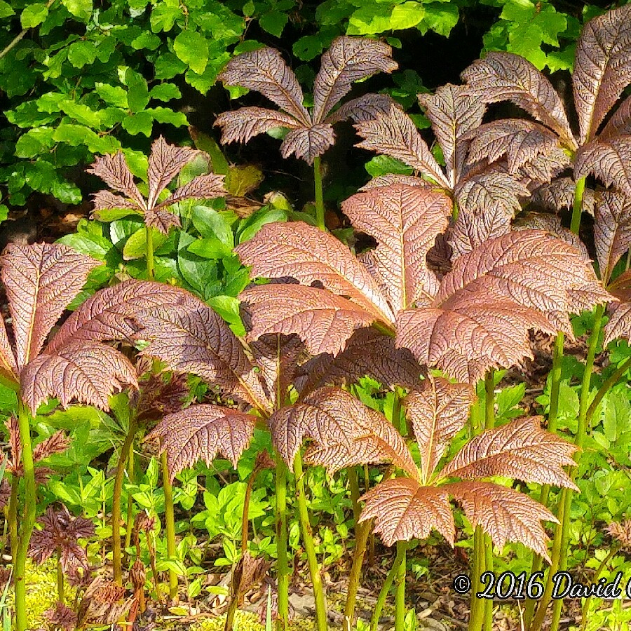 plant image 87944 plant image 87944