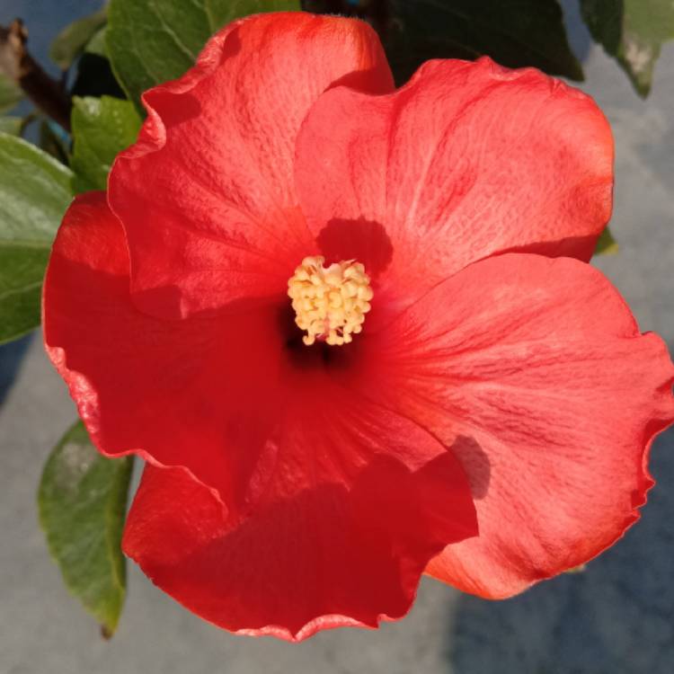 plant image 1225065