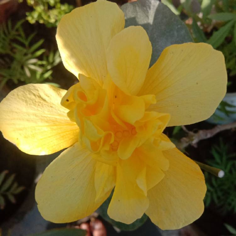 plant image 1233979
