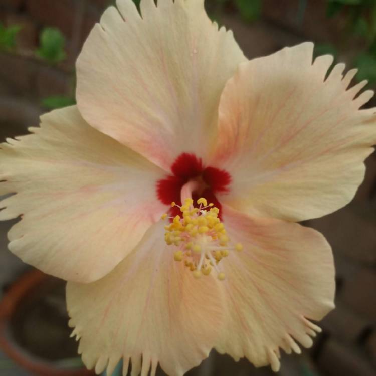plant image 1238967