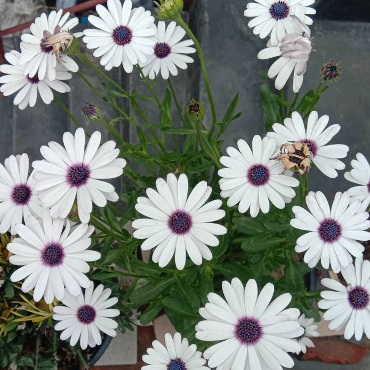 Plant image Osteospermum Ecklonis 'Akila White Purple Eye'