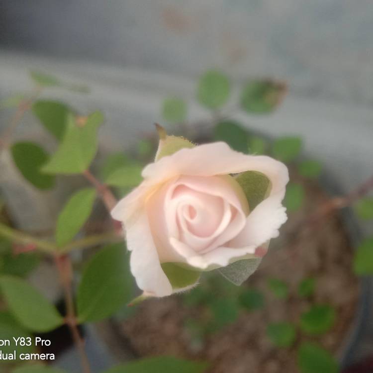 plant image 1247257 plant image 1247257