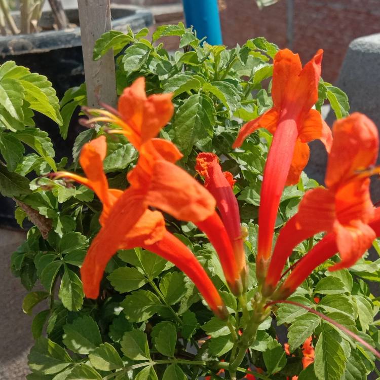 plant image 1260996