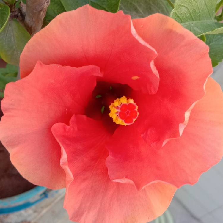 plant image 1263539
