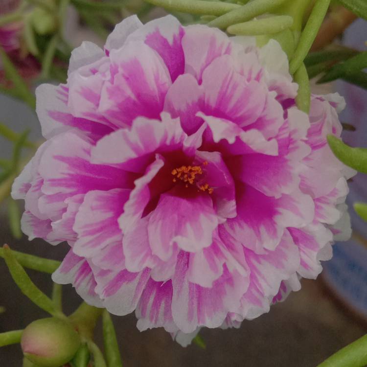 plant image 1281864