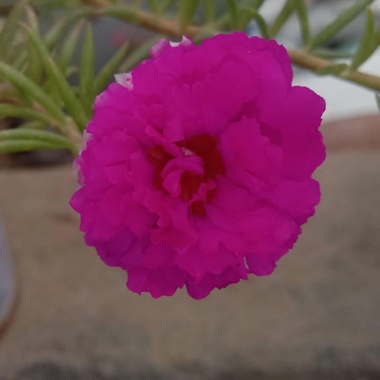 Plant image Portulaca grandiflora 'Pink'