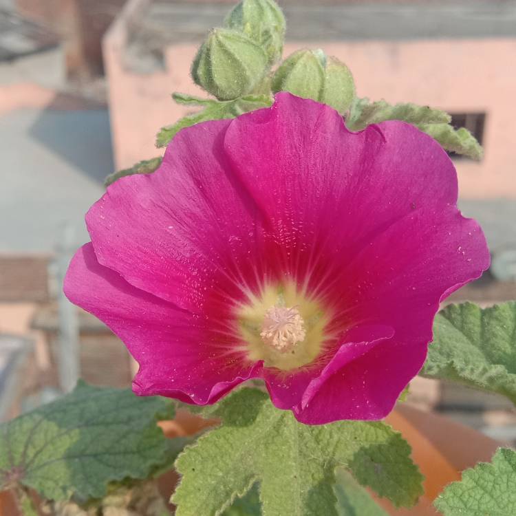plant image 1282528
