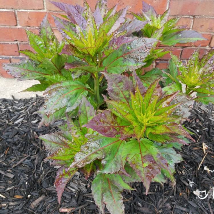 plant image 419646 plant image 419646