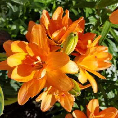 Lily (Asiatic)