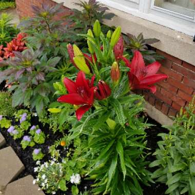 Lily (Asiatic)
