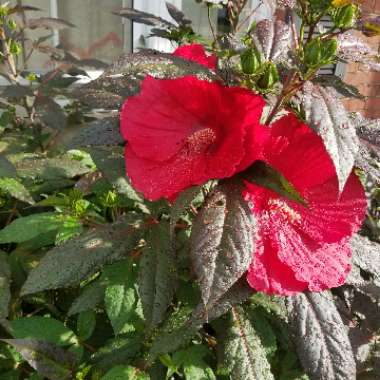Rose Mallow